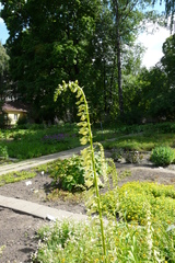 Digitalis