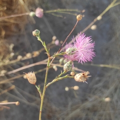 Mantisalca salmantica