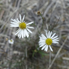 Brachyscome paludicola