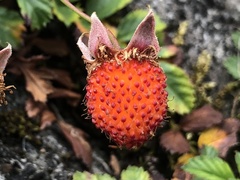 Rubus taiwanicolus