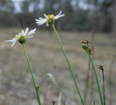 Brachyscome paludicola