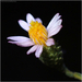 California Aster - Photo (c) Julia Markey, some rights reserved (CC BY-NC), uploaded by Julia Markey