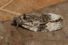 Apotomis lineana
