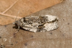 Apotomis lineana