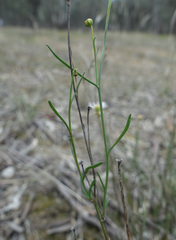 Brachyscome paludicola