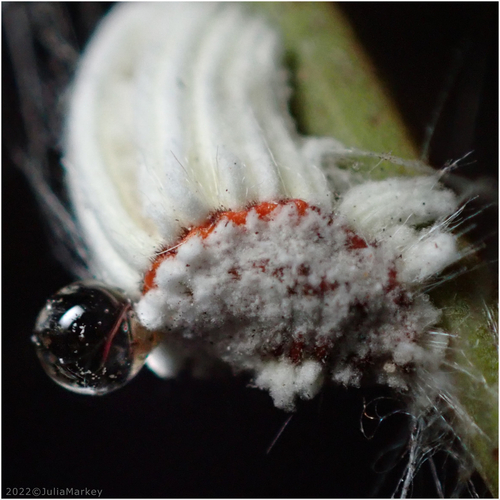 Cottony cushion scale