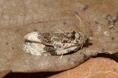Apotomis lineana