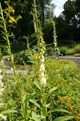 Digitalis