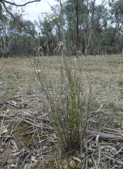 Brachyscome paludicola