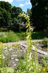 Digitalis