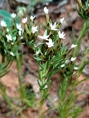 Rhodanthe pygmaea