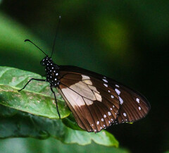 Amauris albimaculata
