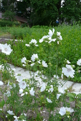 Malvaceae
