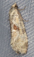 Platphalonidia campicolana