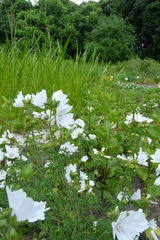 Malvaceae