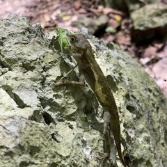 Diploderma polygonatum polygonatum