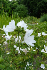 Malvaceae
