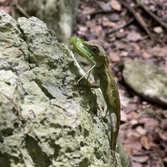Diploderma polygonatum polygonatum