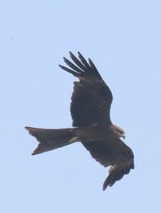 Milvus migrans
