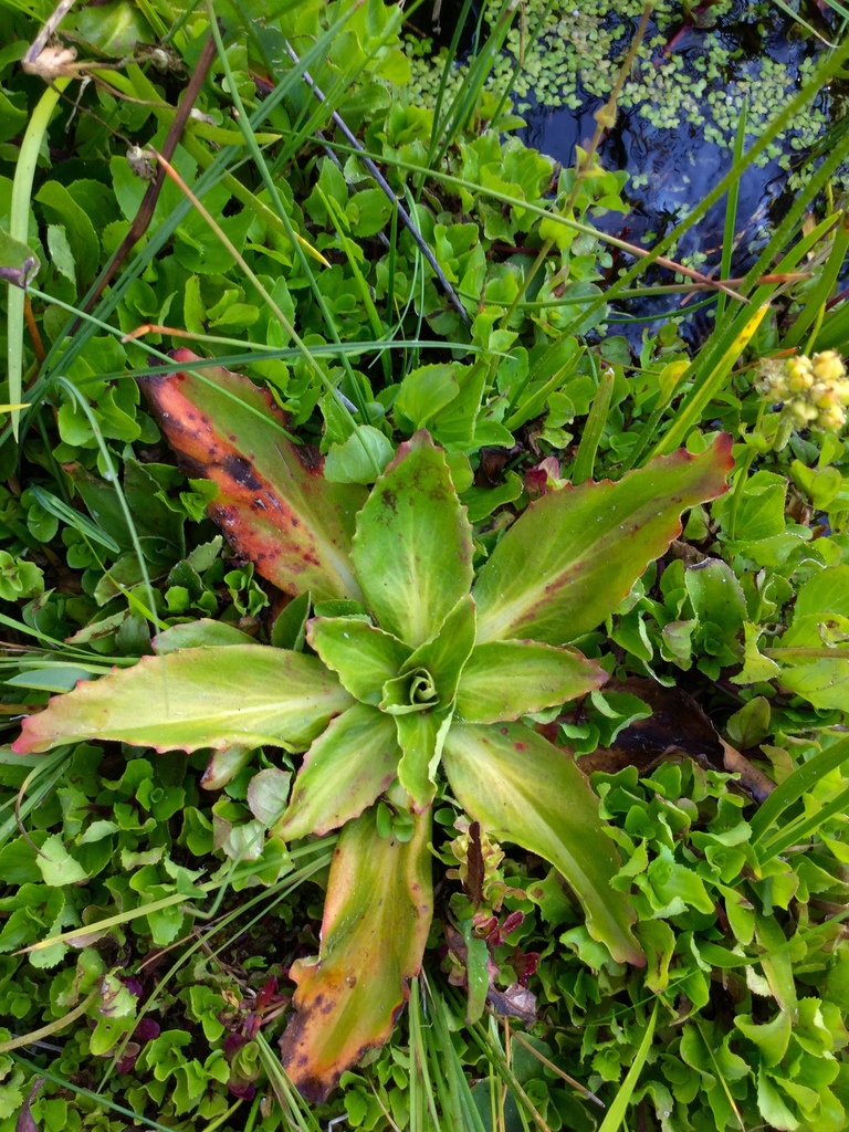 Oregon Saxifrage