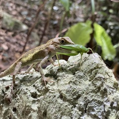 Isopsera denticulata