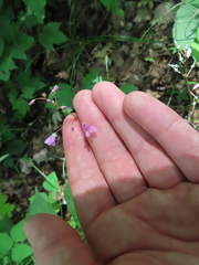 Hylodesmum nudiflorum
