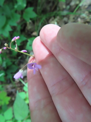 Hylodesmum nudiflorum