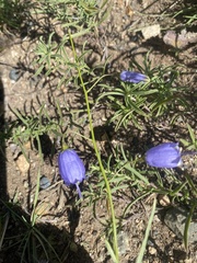 Adenophora stenophylla