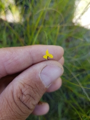 Xyris montana