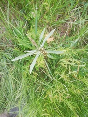 Omalotheca norvegica