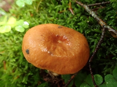 Lactarius rubrocinctus
