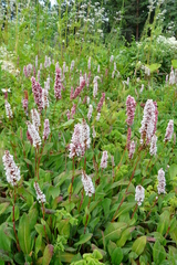 Persicarieae