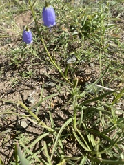 Adenophora stenophylla