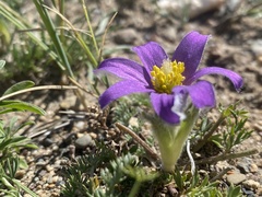Pulsatilla bungeana