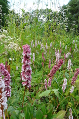 Persicarieae