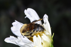 Bombus griseocollis
