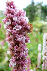 Persicarieae