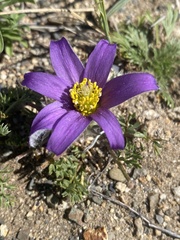 Pulsatilla bungeana