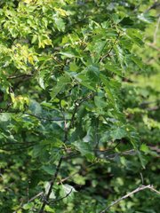 Torminalis glaberrima