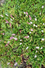 Persicarieae