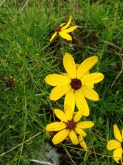 Coreopsis pulchra