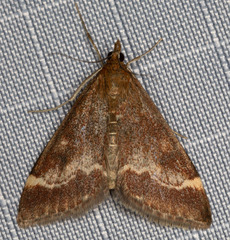 Pyrausta nicalis