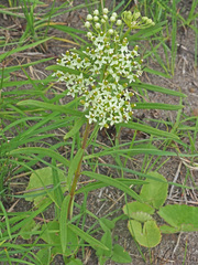 Xysmalobium involucratum
