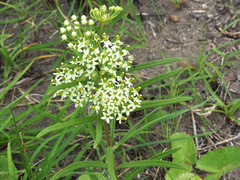 Xysmalobium involucratum