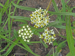 Xysmalobium involucratum