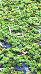 Salvinia molesta