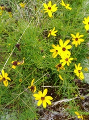 Coreopsis pulchra