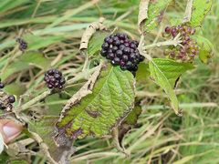 Callicarpa candicans