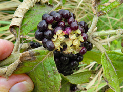 Callicarpa candicans