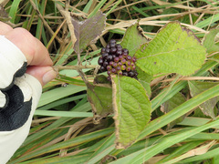 Callicarpa candicans